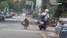 男「騎車遛毛孩」險釀拖行　網疾呼：檢舉救毛孩