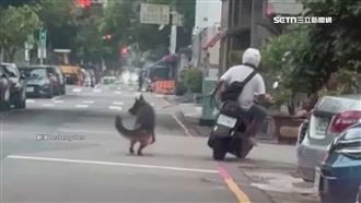 「騎車遛毛孩」險釀拖行　網：檢舉救毛孩