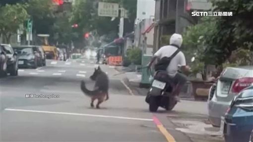 「騎車遛毛孩」險釀拖行　網：檢舉救毛孩