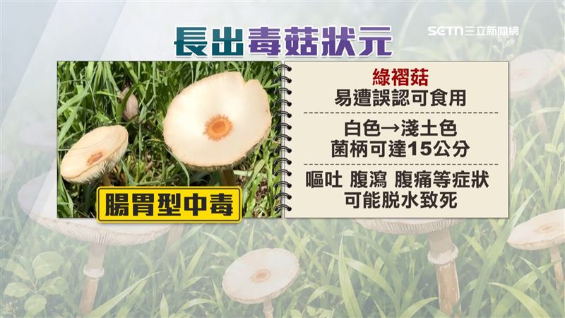 草地長出「毒菇狀元」，綠褶菇容易誤遭認為可食用而採食