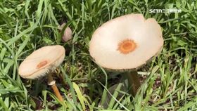 草地冒出整片「毒菇狀元」　綠褶菇勿採禁食