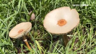 草地冒整片「毒菇狀元」！里長：勿採食