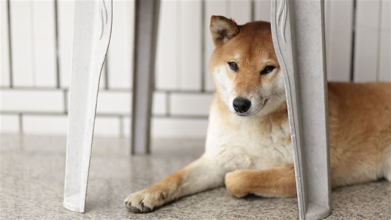 目前仍有6隻柴犬等待認養，期待能盡快找到新主人協助認養。（示意圖／翻攝自PEXELS）