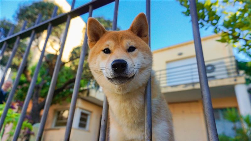飼主病逝留24隻柴犬!動保處急尋認養人