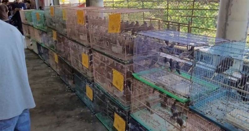 放生活動現場鳥隻被大量放置於狹窄的鳥籠內。（圖／新北市政府動物保護防疫處提供）