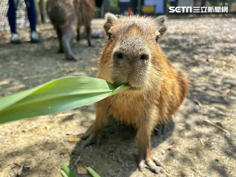一舉一動散發極致呆萌感水豚。（圖／頑皮世界動物園提供）
