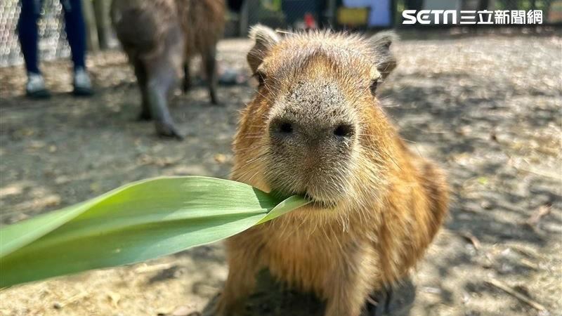 水陸雙拼超消暑！超萌動物近距離互動