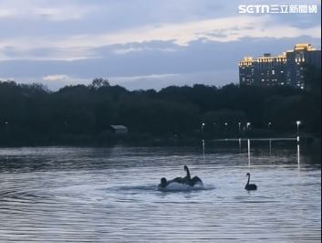 男子進入公園的人工湖中游泳,疑闖入了湖中黑天鵝的棲息領地。隨後,一隻黑天鵝對該男子展開攻擊。(圖/翻攝微博)