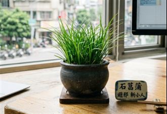 ▲石菖蒲盆栽。（示意圖／寶島神很大）