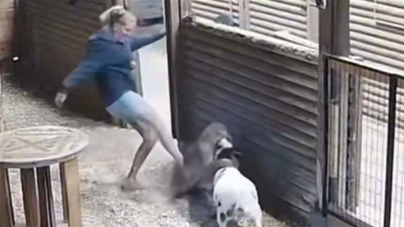 狂!59歲婦一腳飛踢美洲獅 徒手救回愛羊