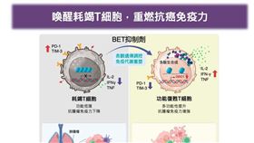 台大醫院發現喚醒耗竭T細胞關鍵機制，研究成果登國際頂尖期刊。（圖／台大醫院提供）