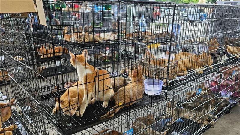 越南破獲貓肉集團「救出400隻待宰毛孩」