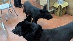 偵搜犬「上嘴套」訓練石虎！浪爸浪媽氣炸轟抹黑　一票網力挺：辛苦了（圖／翻攝自社團法人台灣偵搜犬協會Taiwan Detection Dog Association臉書）