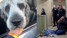 目睹愛犬在眼前倒下，飼主瑪莉歇斯底里地抱著遺體痛哭。（翻攝自Ｘ）
