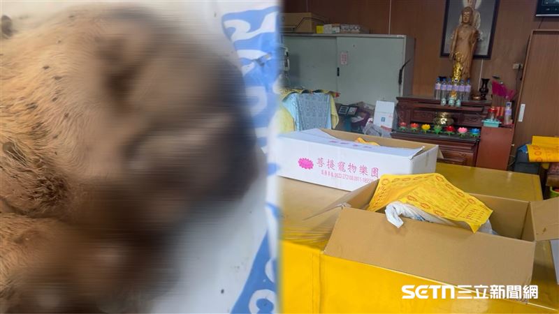 一隻名叫「貝果」的法鬥癱瘓,只能靠前肢勉強匍匐前進,皮膚爬滿壁蝨、體無完膚,卻不見飼主妥善照料,最終餓了2個月身亡。(圖/民眾鄭先生提供)