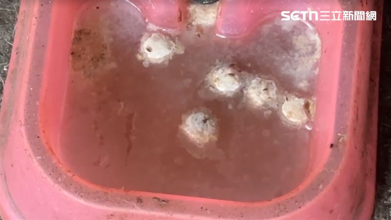 飼料盆內髒亂不堪。(圖/翻攝畫面)