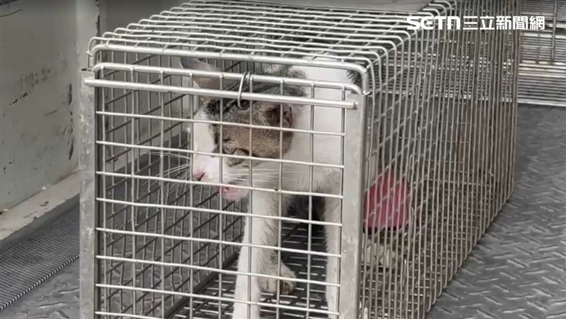飼主不只養法鬥,還放養3隻貓,目前只捕獲1隻。(圖/翻攝畫面)