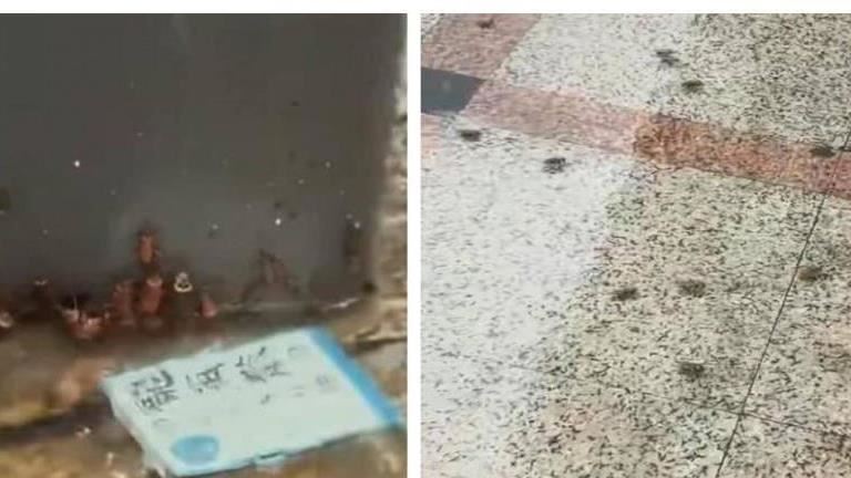 廣東社區蟑螂大軍湧街頭 住戶崩潰用桶裝