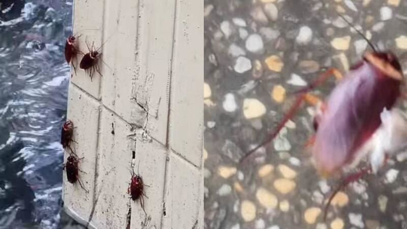 午後強降雨癱瘓西門町 引爆小強逃難潮