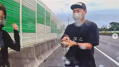 男星國道驚見瀕死小貓！結局曝光全網融化