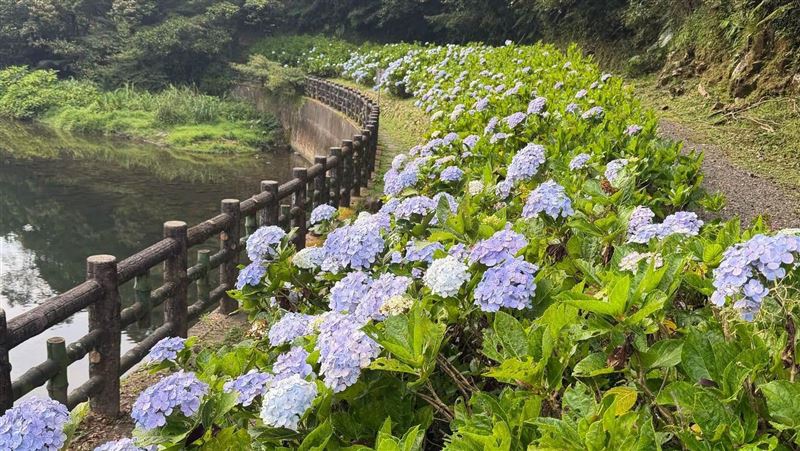不是陽明山!新北「這古道」藏整排繡球花