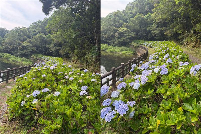 新北雙溪「灣潭古道」旁開滿繡球花,步道串連夢潭與古厝瀑布,花期預計持續至7月中旬。(圖/翻攝自新北市政府綠美化環境景觀處臉書)