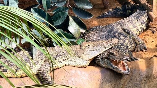 動物園驚魂!英3歲童遭路人抓起丟鱷魚池
