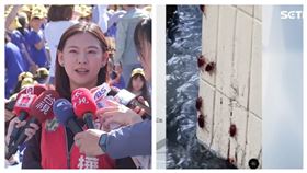 何孟樺抨擊台北蟑螂問題。（組合圖／翻攝畫面）
