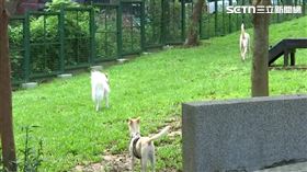 獨家／蔣任內首座狗公園「藏玻璃、鐵釘」　飼主憂傷毛孩