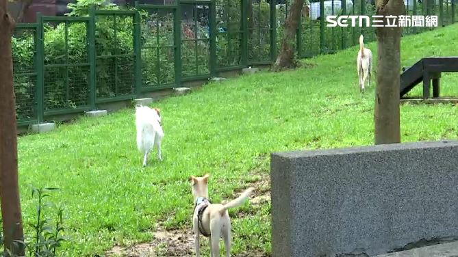 獨/蔣任內狗公園藏玻璃、鐵釘 飼主憂心