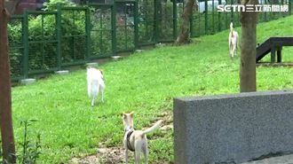 獨／蔣任內狗公園藏玻璃、鐵釘　飼主憂心