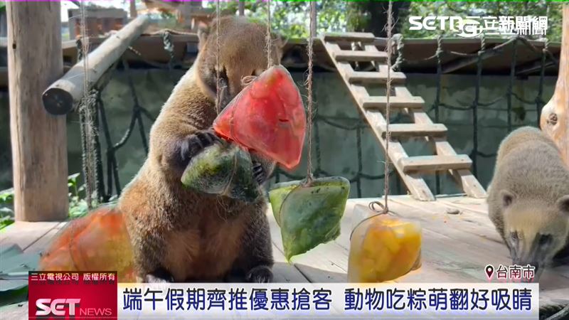 迎接端午節，高雄壽山動物園推出動物專屬粽與蔬果冰粽，相當有趣