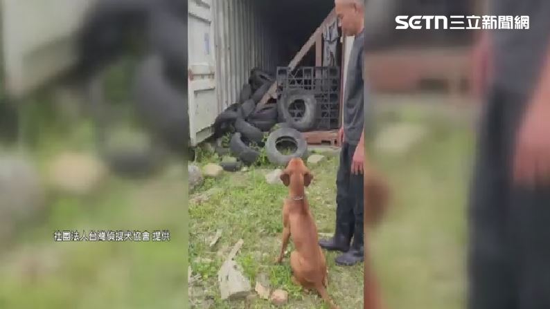 台灣偵搜犬協會搜救犬，月初執行任務時，遭野狗無預警圍攻，導致全身多處穿刺傷。（圖／社團法人台灣偵搜犬協會提供）