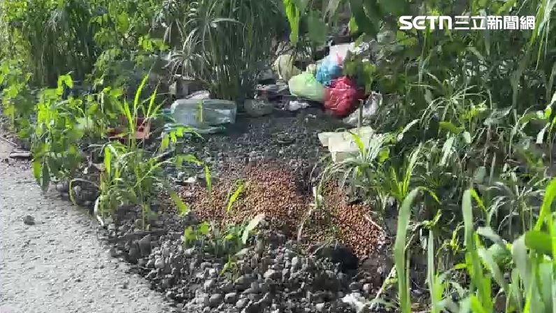 Echo吃地上飼料時，被5、6隻狗包圍攻擊