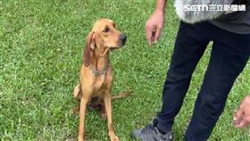 獨家／野狗群圍攻！搜救犬執勤遭咬傷　恐留「心理創傷」