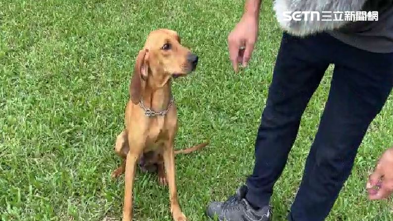 獨/只餵不管 搜救犬執勤遭野狗群咬傷