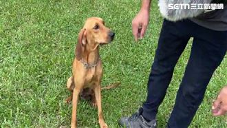 獨／只餵不管　搜救犬執勤遭野狗群咬傷