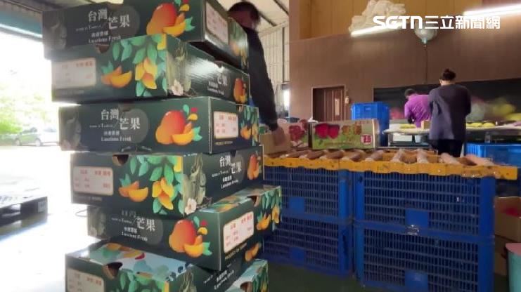 獨/芒果拓國際市場 外銷新加坡、加拿大