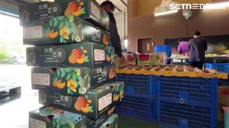 獨／芒果拓國際市場　外銷新加坡、加拿大