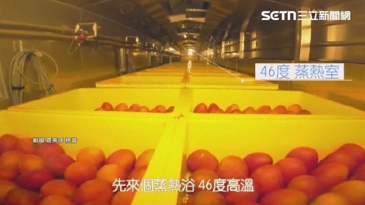 透過蒸熱技術消滅害蟲與蟲卵。（圖／翻攝自農業部臉書）