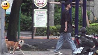 直擊王子為弟遛狗！彭于晏帶犬放風鬧緋聞