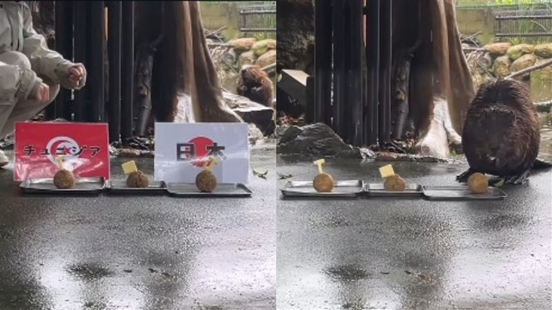 河狸媽媽神預測爆紅 網封章魚哥接班人