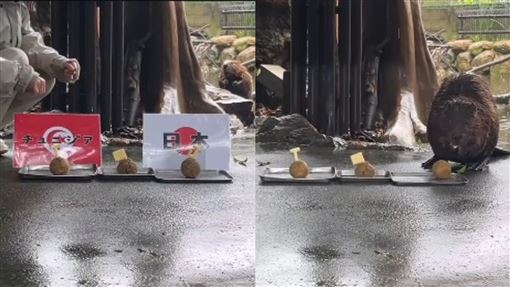 河狸媽媽神預測爆紅　網封章魚哥接班人