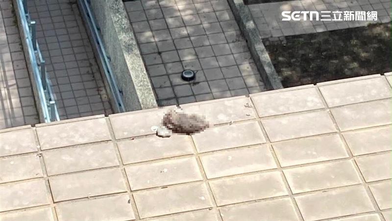 一名就讀高雄某國立大學的高材生虐待倉鼠且手段殘忍,室友看不下去,曝光影片並表示死在這位準研究生手裡的倉鼠多達40隻。(圖/Threads @cheetah.2393592授權提供)