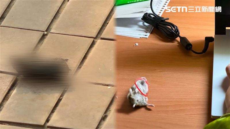 生活周遭隨處可見倉鼠屍體,陳男似乎不為所動。(圖/翻攝畫面)