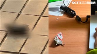 殺倉鼠男大生錄取碩班　成大中央中山發聲