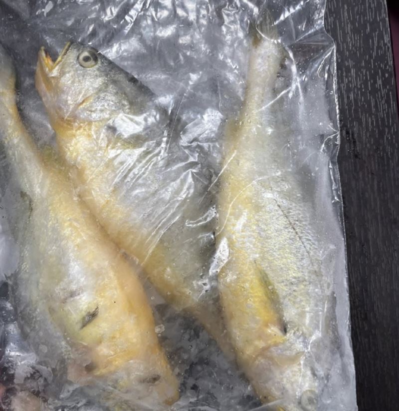 一批來自中國的黃花魚檢出動物用藥「恩氟喹啉羧酸」,依規定6270公斤須退運或銷毀。(圖/食藥署提供)