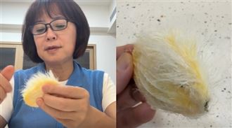林月琴被芒狗寶寶圈粉！公開製作被喊可愛