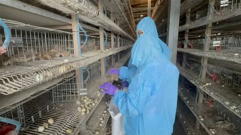 彰化養殖場驚傳禽流感 10萬家禽全數撲殺