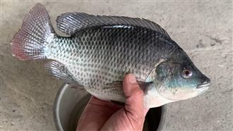 雲林婦「遭吳郭魚鰭刺傷」感染！險喪命